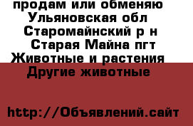 продам или обменяю - Ульяновская обл., Старомайнский р-н, Старая Майна пгт Животные и растения » Другие животные   